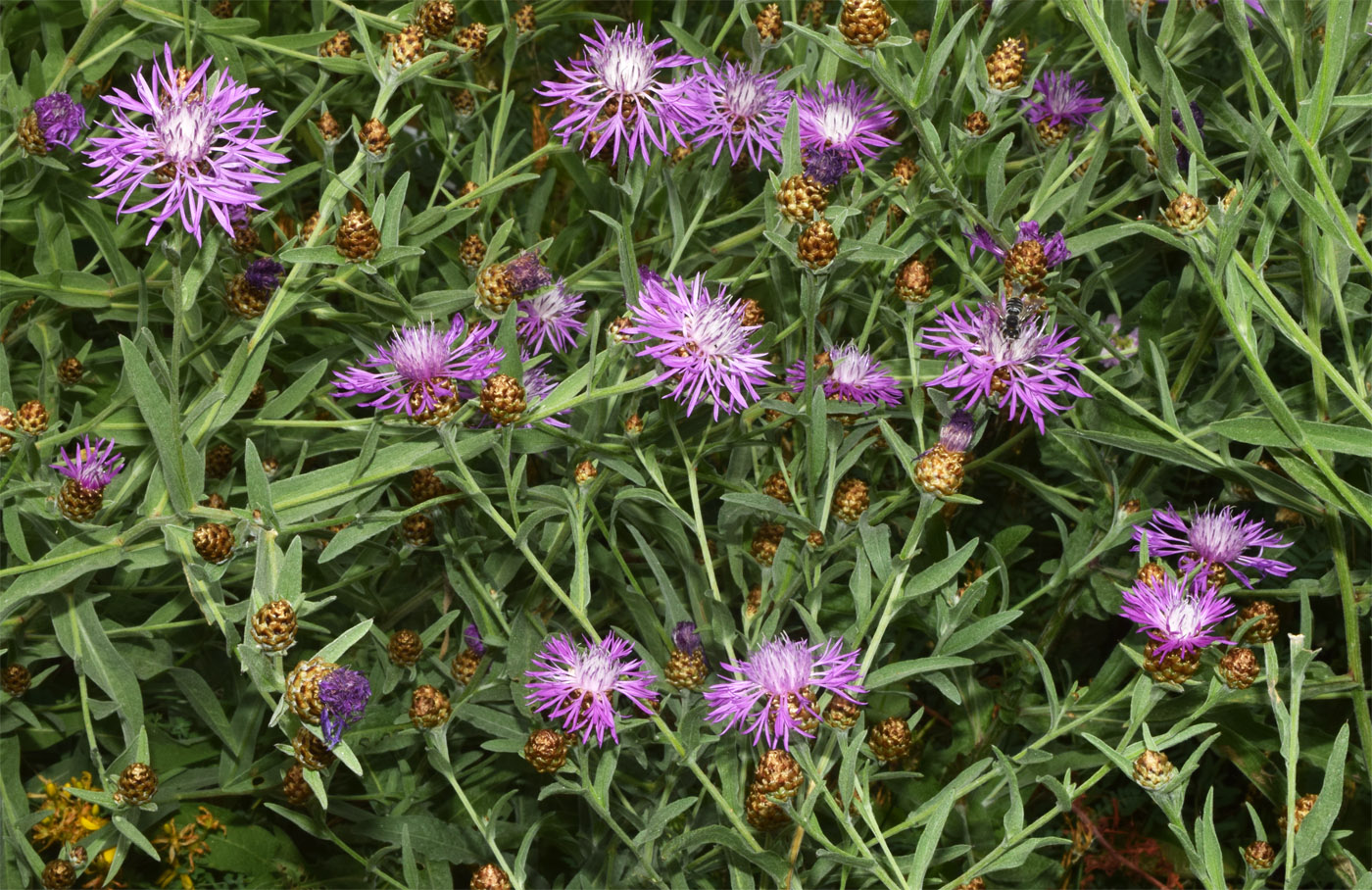 Изображение особи Centaurea jacea.