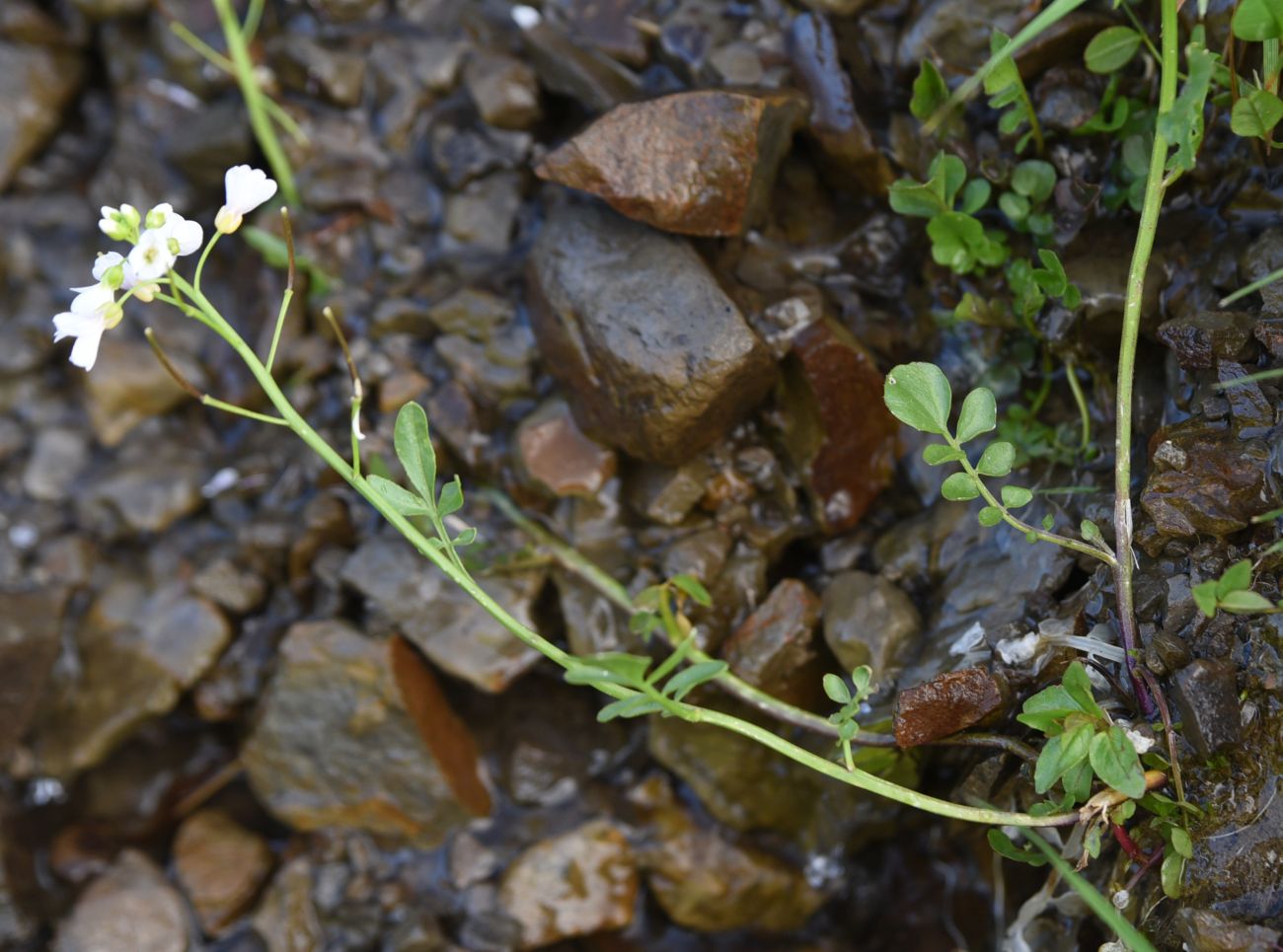 Image of Cardamine seidlitziana specimen.