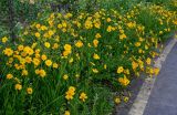 Coreopsis grandiflora