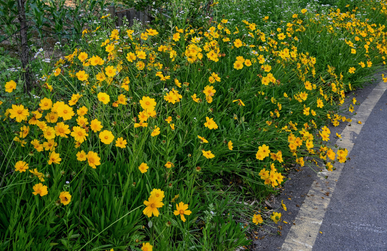 Image of Coreopsis grandiflora specimen.