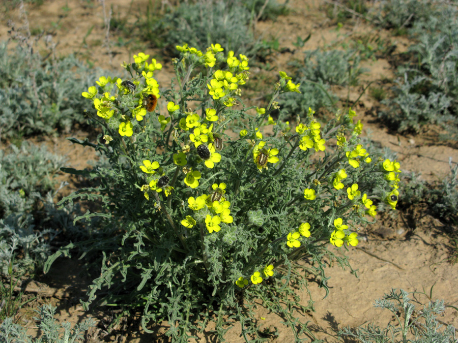 Image of Sterigmostemum caspicum specimen.