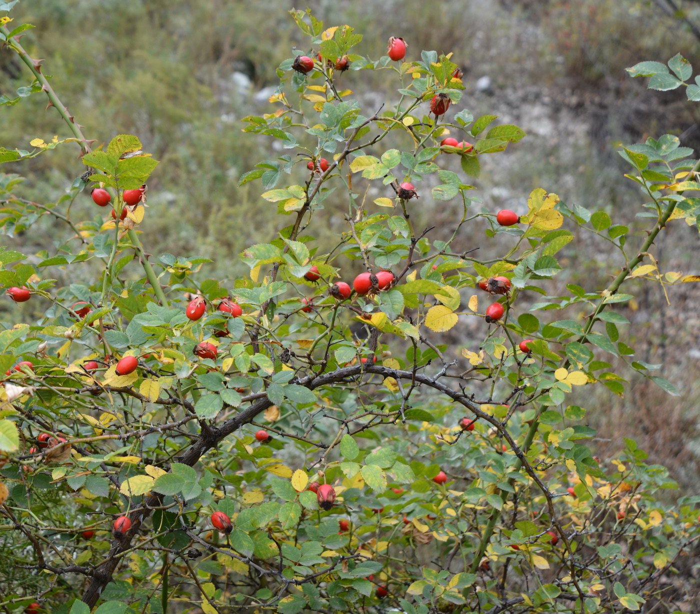 Image of genus Rosa specimen.