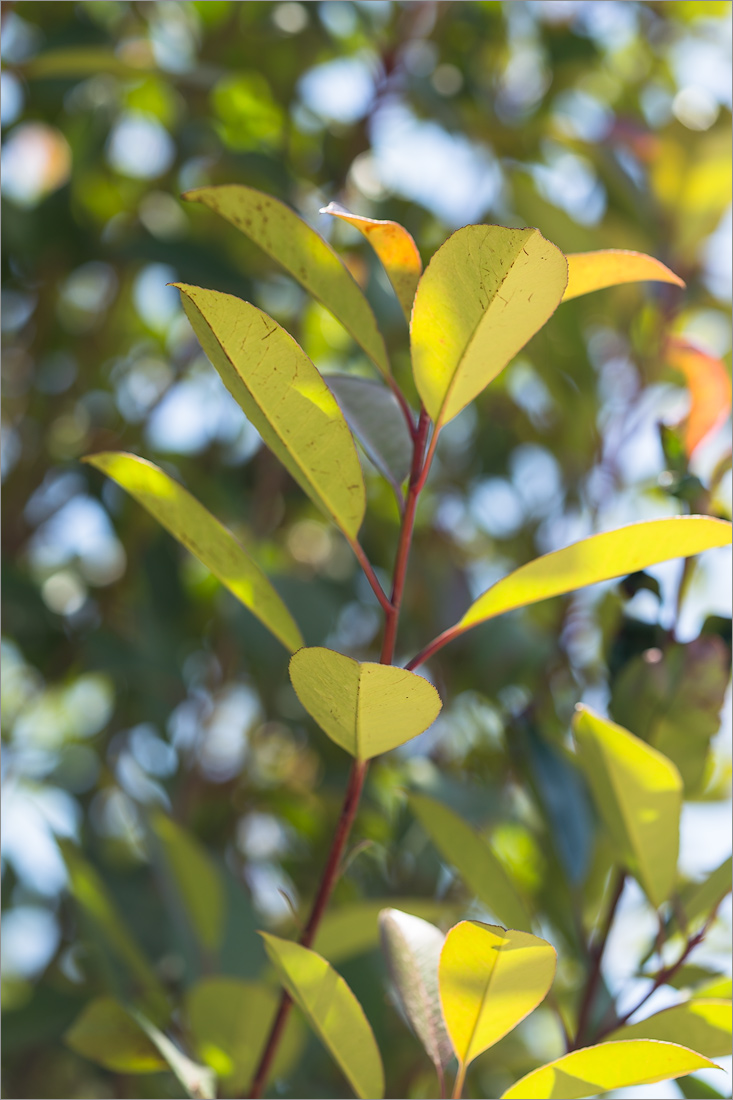 Image of Photinia &times; fraseri specimen.