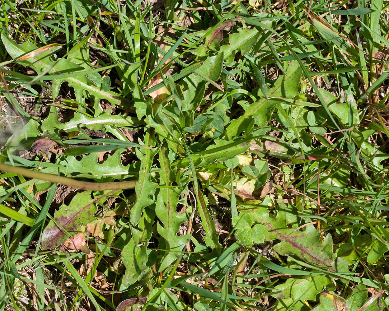 Изображение особи Taraxacum stenocephalum.