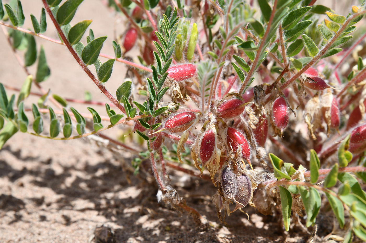 Image of Astragalus rubtzovii specimen.