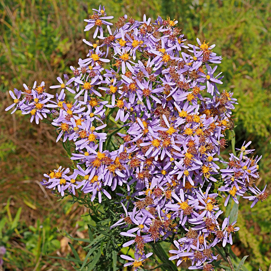 Image of Galatella rossica specimen.