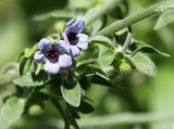 Cynoglossum creticum. Часть побега с цветками и созревающим плодом. Краснодарский край, м/о Новороссийск, окр. с. Сукко, окр. оз. Сукко, болотистая низина в верхней части озера. 14.06.2021.