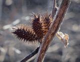 Смотреть изображение Xanthium orientale