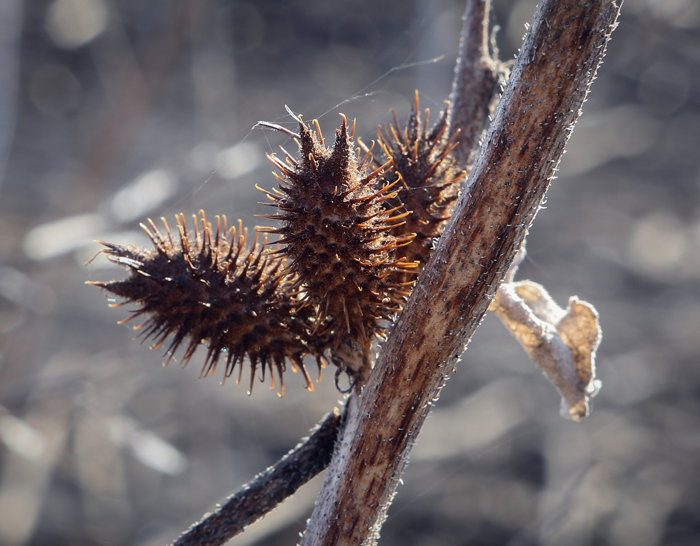 Изображение особи Xanthium orientale.