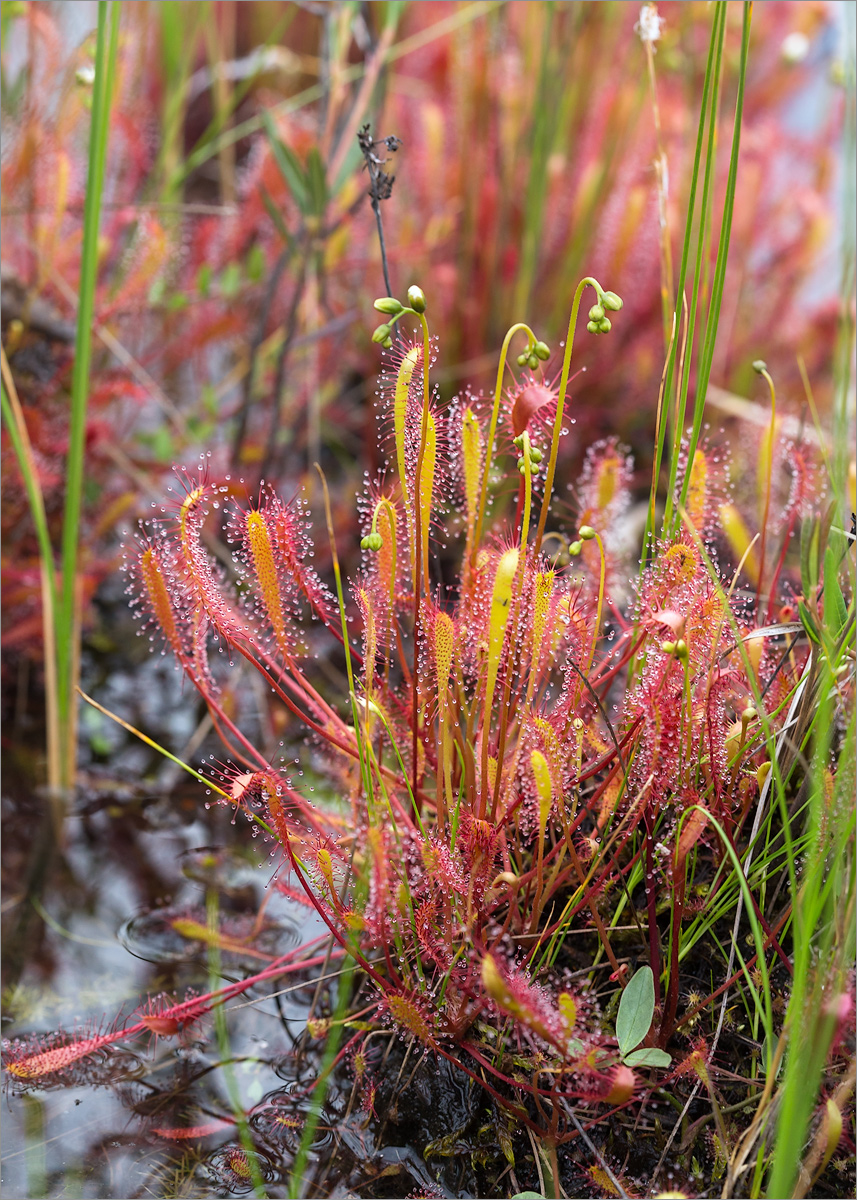 Image of Drosera anglica specimen.