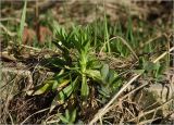 Dianthus barbatus