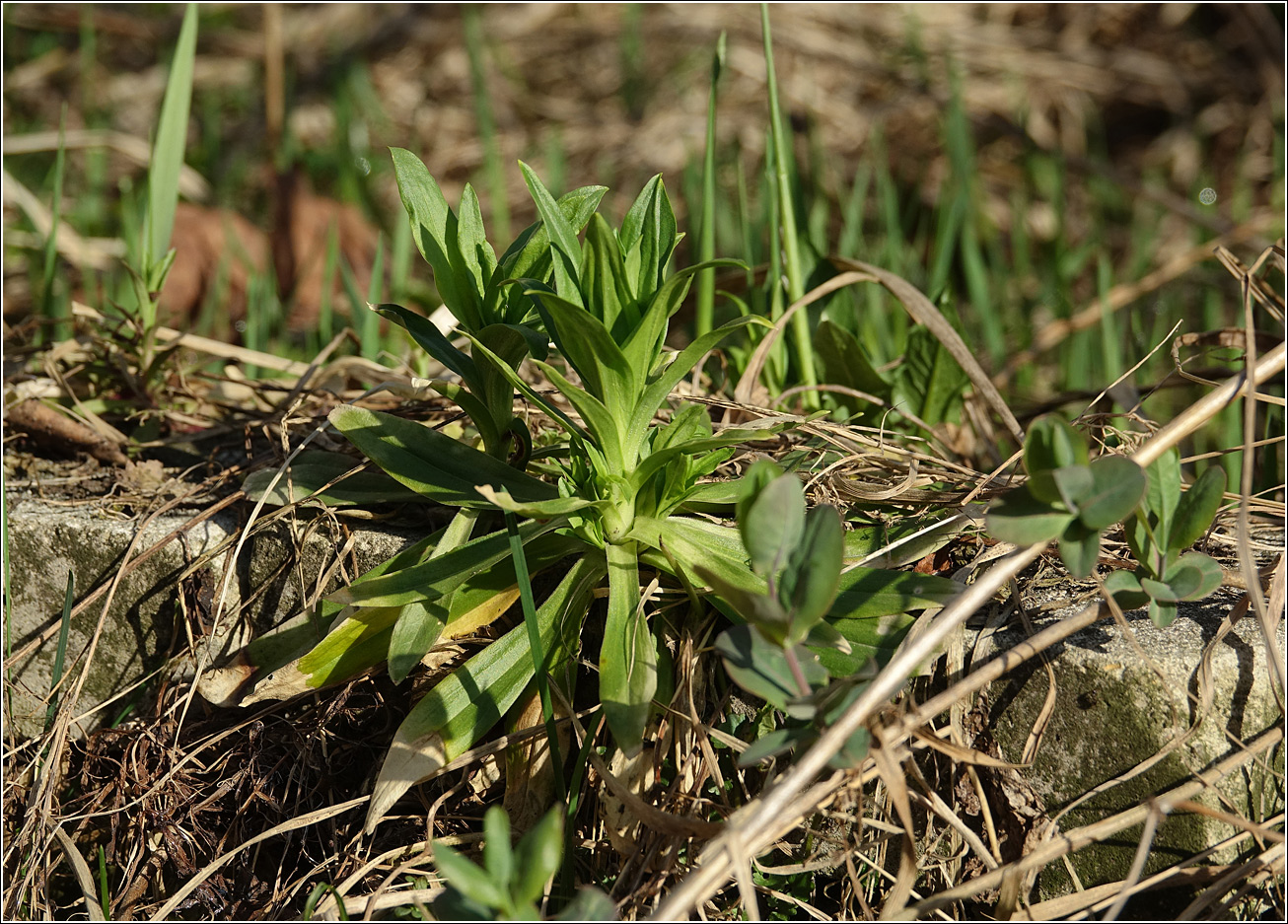Изображение особи Dianthus barbatus.