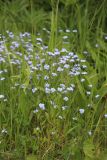 View full-size image Myosotis sylvatica