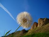 род Tragopogon