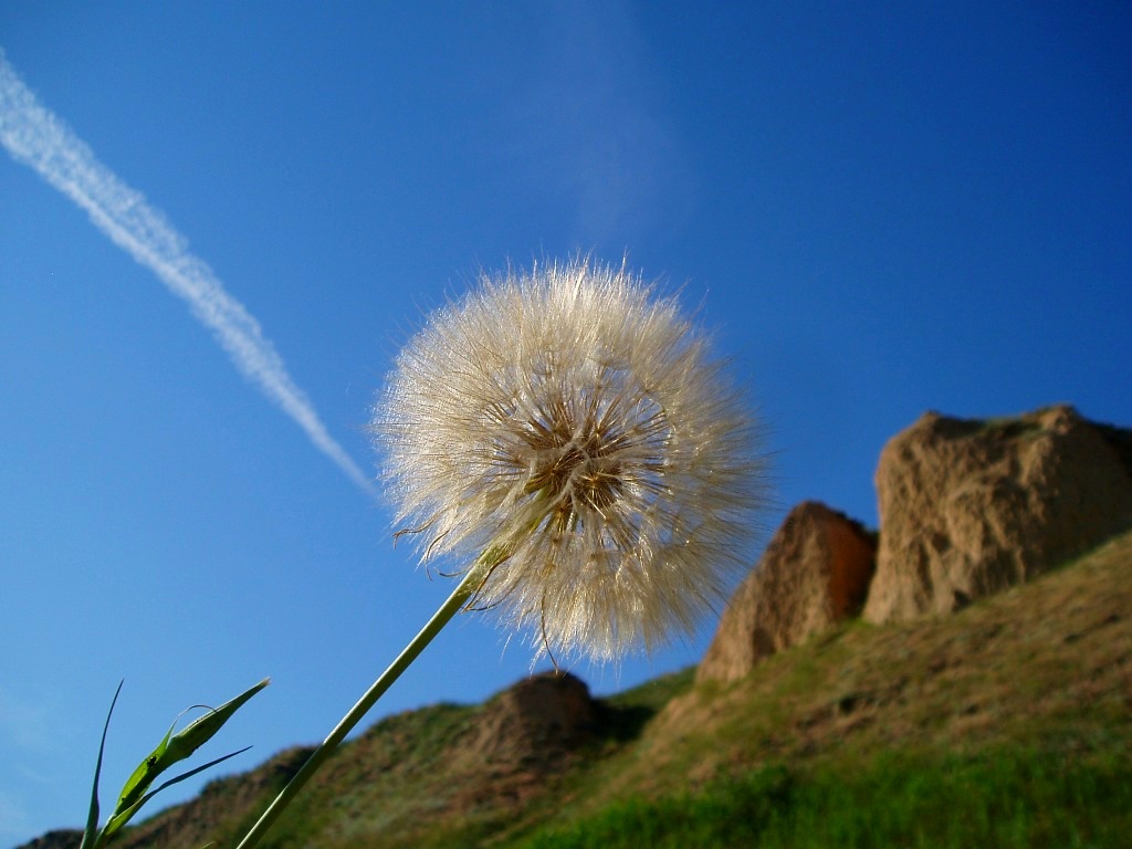 Изображение особи род Tragopogon.