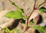 View full-size image Persicaria viscosa