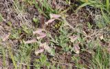 View full-size image Silene caucasica