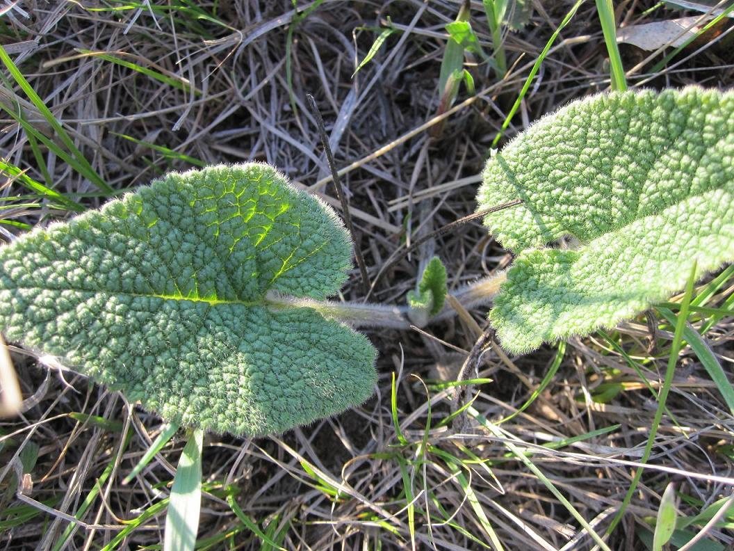 Изображение особи Phlomoides tuberosa.