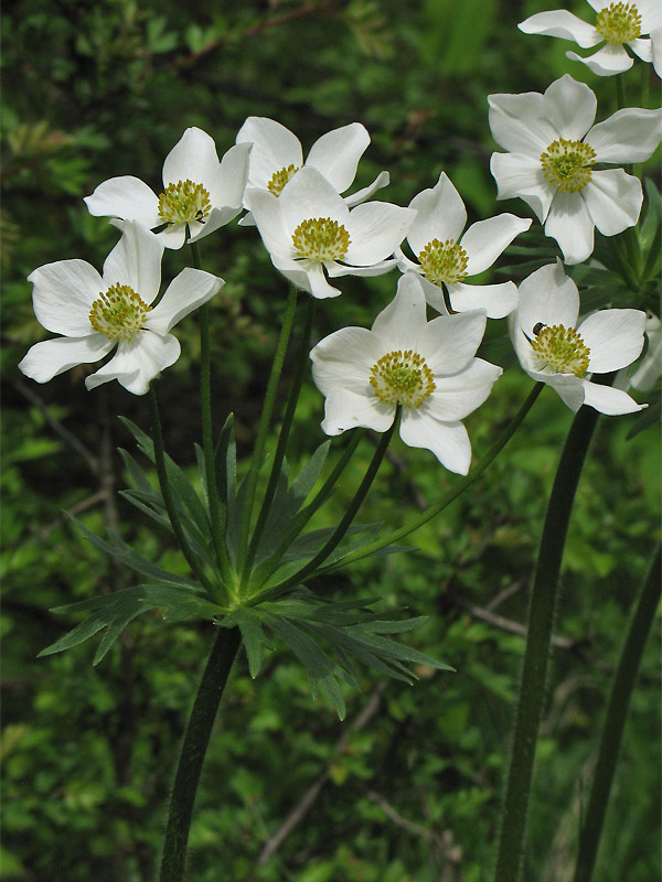 Image of Anemonastrum narcissiflorum specimen.