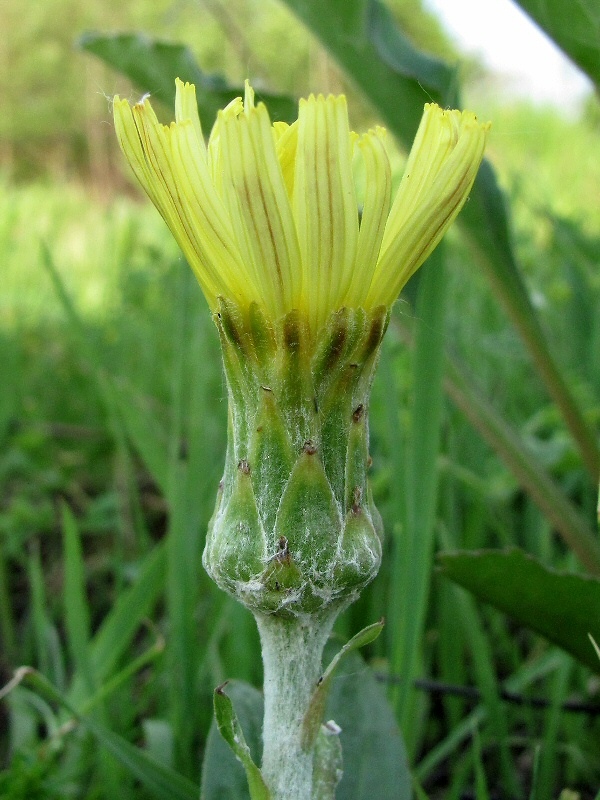 Изображение особи Scorzonera humilis.