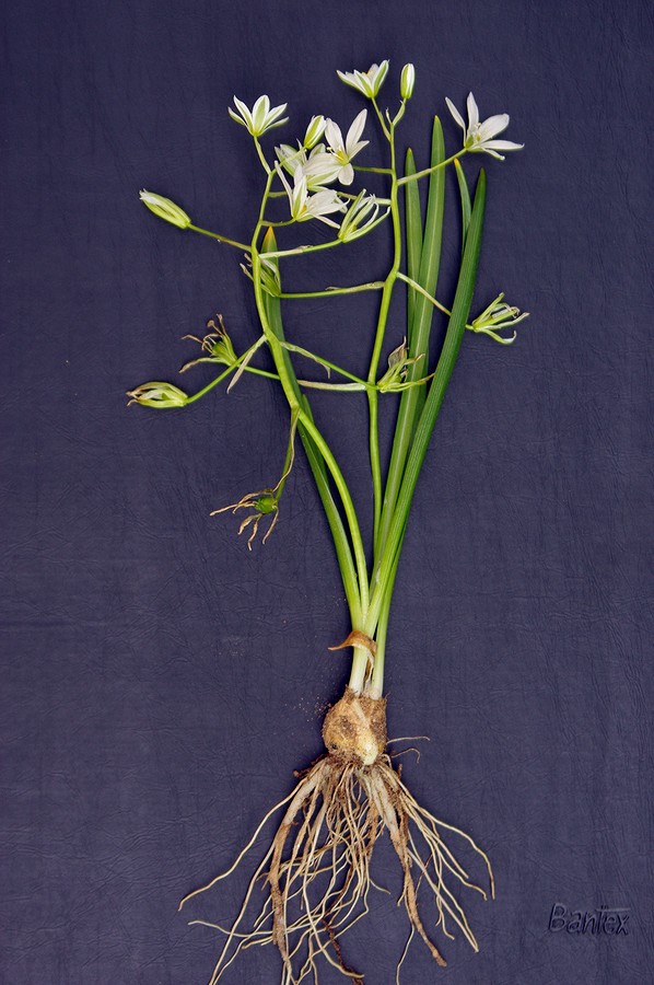 Image of Ornithogalum transcaucasicum specimen.