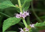 genus Mentha