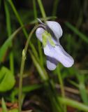 Viola epipsila