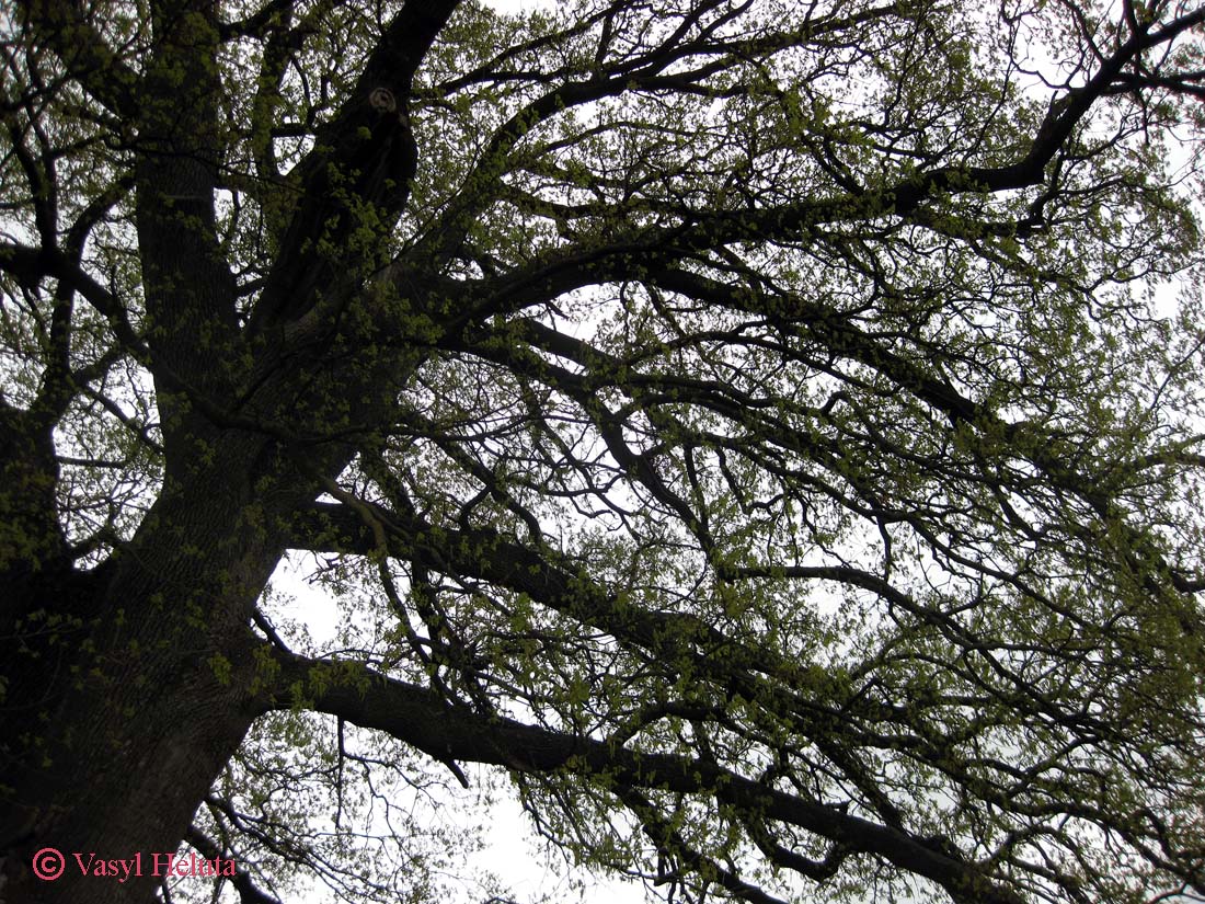 Image of Quercus robur specimen.