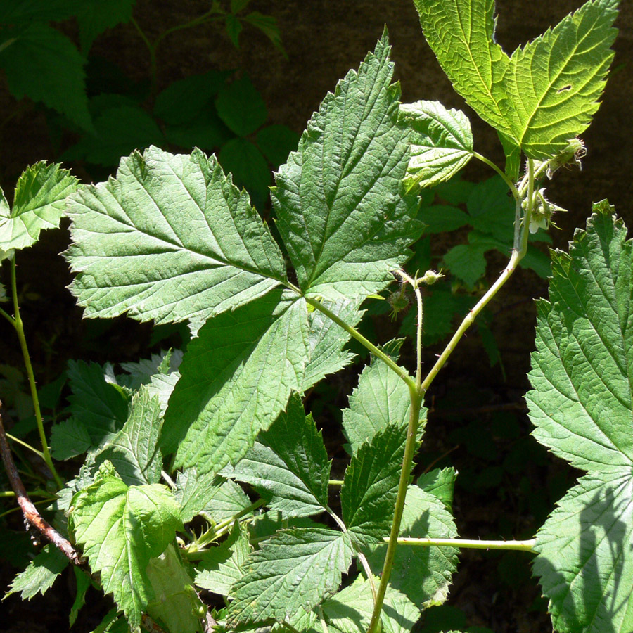 Image of Rubus matsumuranus specimen.