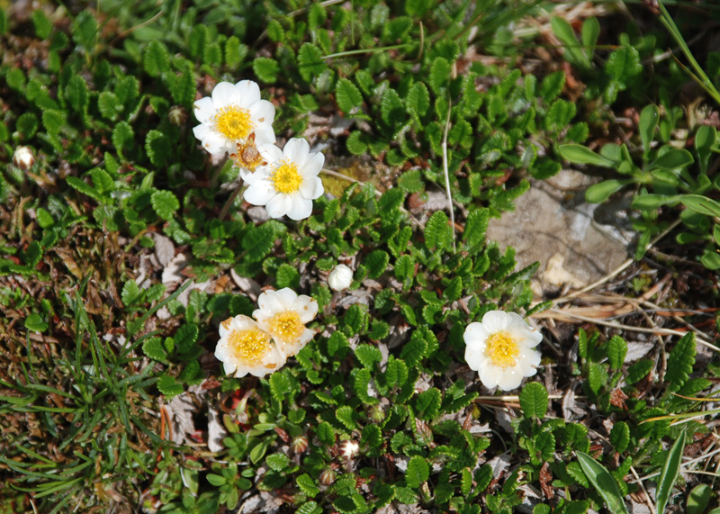 Image of Dryas octopetala specimen.