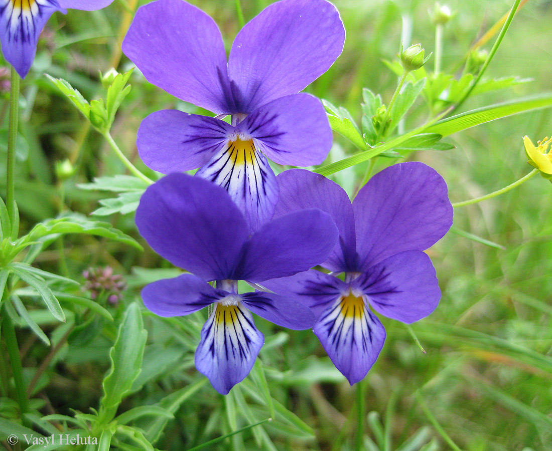 Image of Viola declinata specimen.