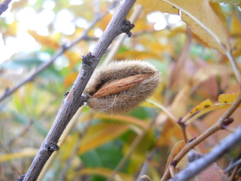 Image of Amygdalus nana specimen.