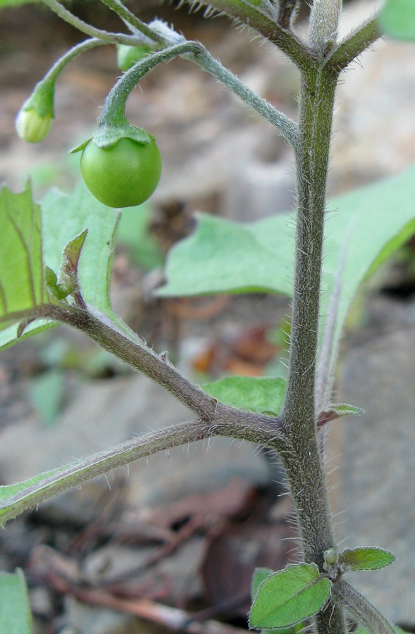 Изображение особи Solanum nigrum ssp. schultesii.