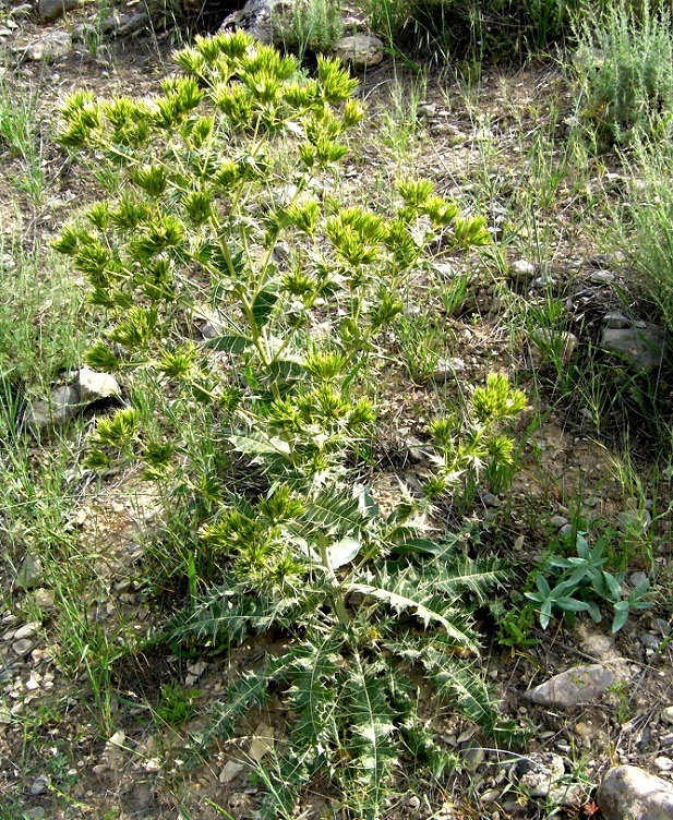 Image of Cousinia congesta specimen.