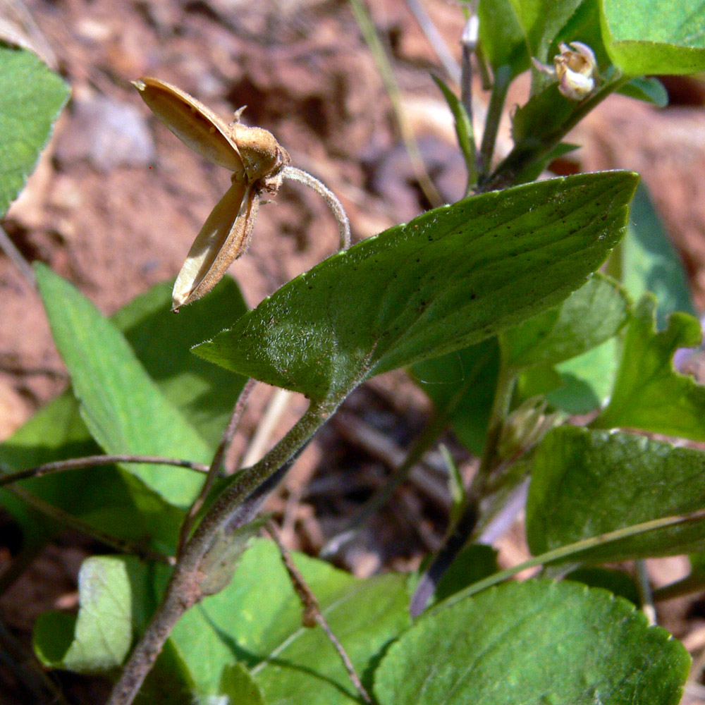 Image of Viola rupestris specimen.