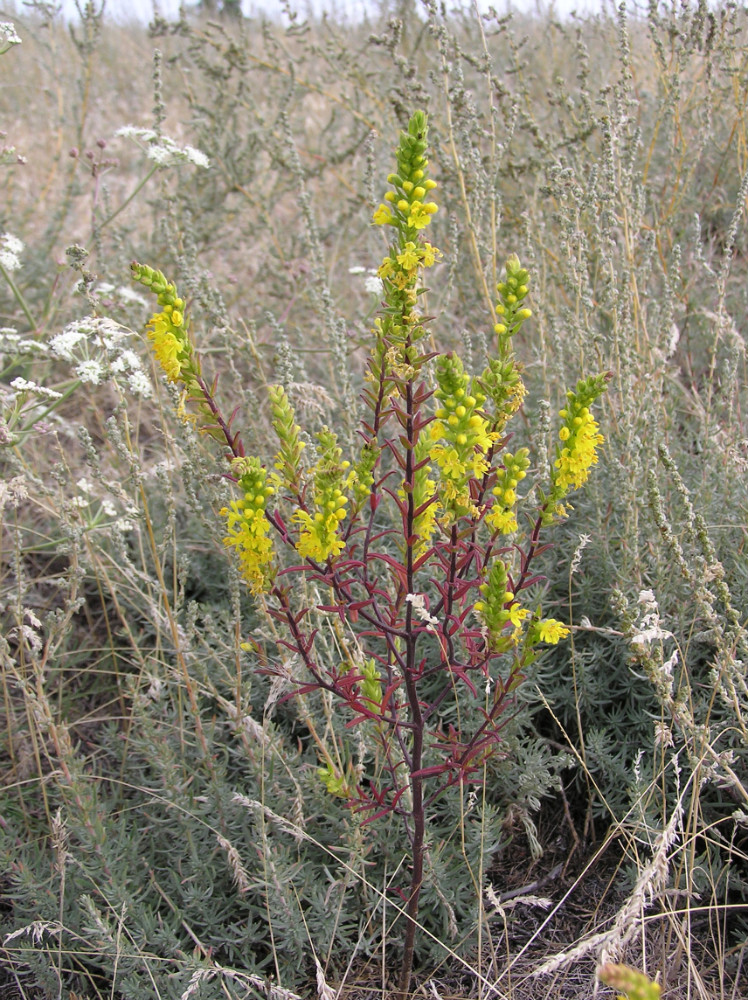 Image of Orthanthella lutea specimen.