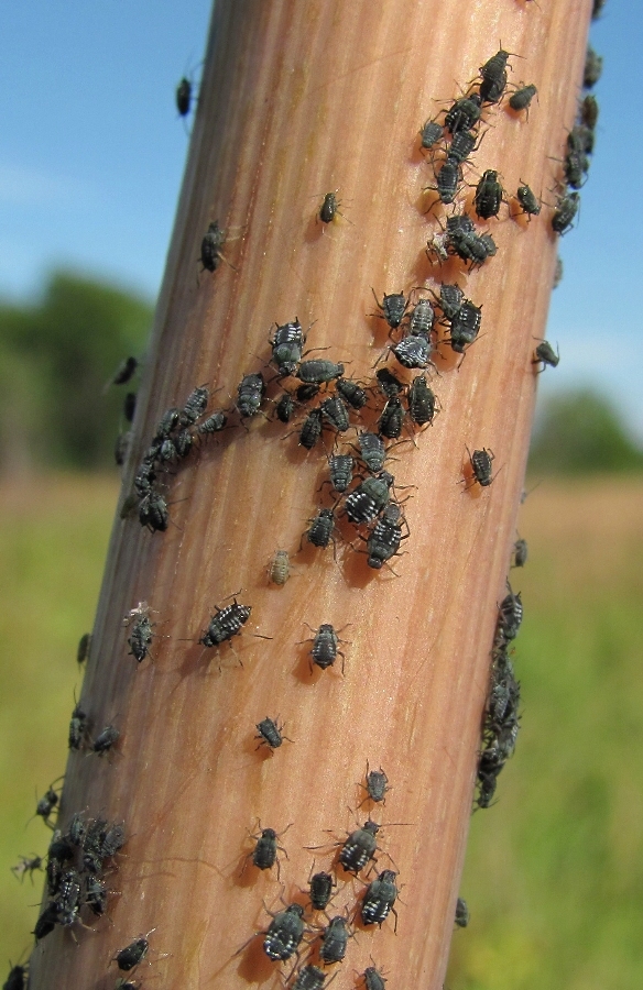 Image of Angelica sylvestris specimen.