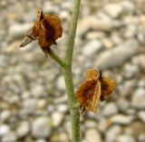 Paracaryum turcomanicum. Зрелые плоды. Копетдаг, Чули. Май 2011 г.