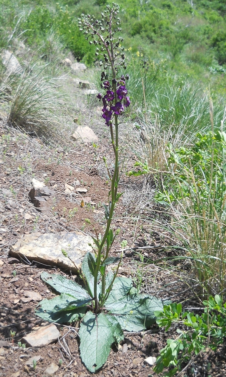 Изображение особи Verbascum phoeniceum.