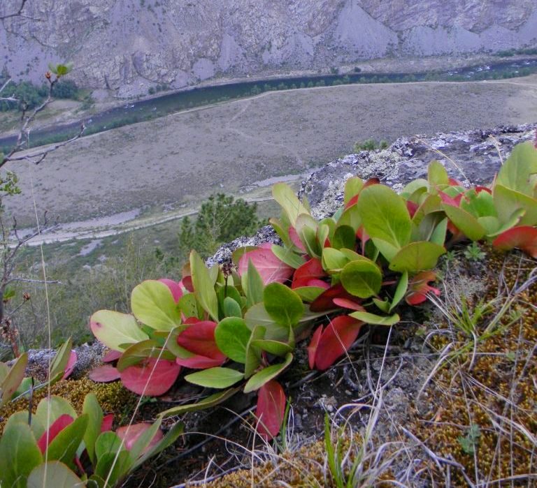 Image of Bergenia crassifolia specimen.