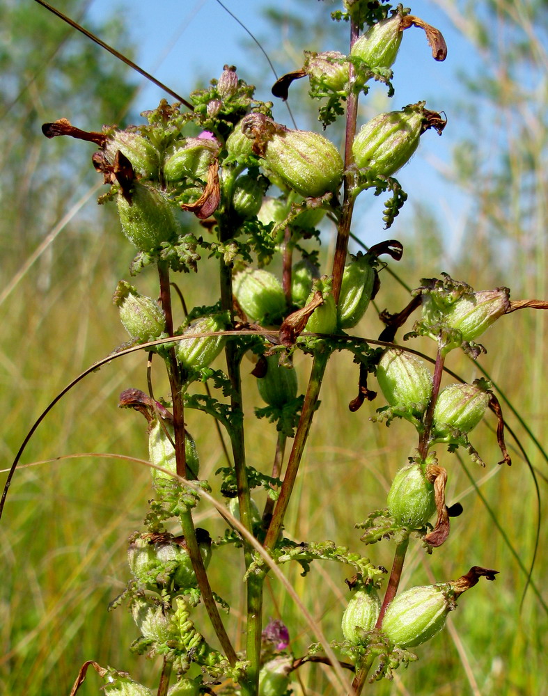 Image of Pedicularis karoi specimen.