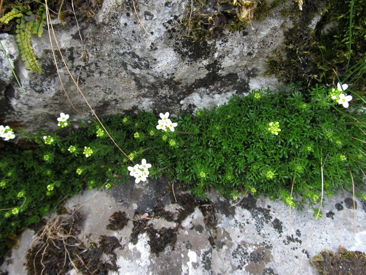 Image of Pritzelago alpina specimen.