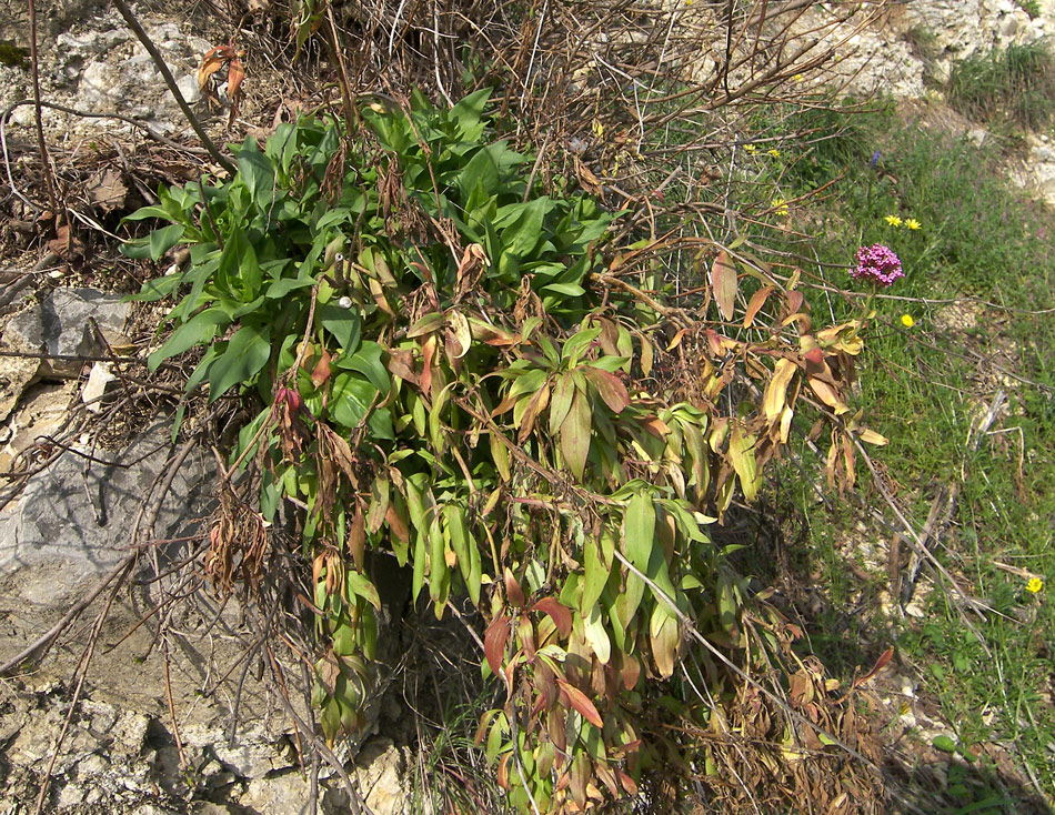 Изображение особи Centranthus ruber.