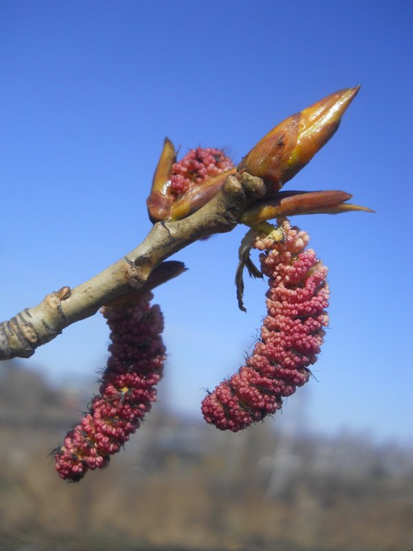 Изображение особи Populus balsamifera.