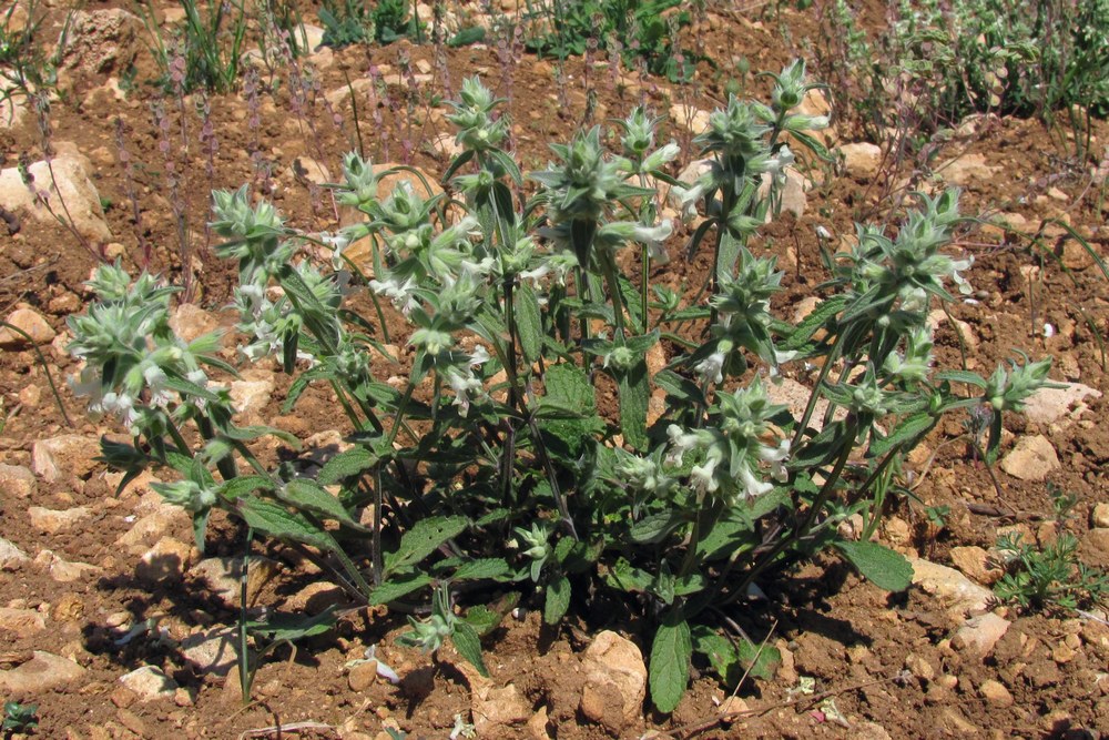 Image of Stachys annua specimen.