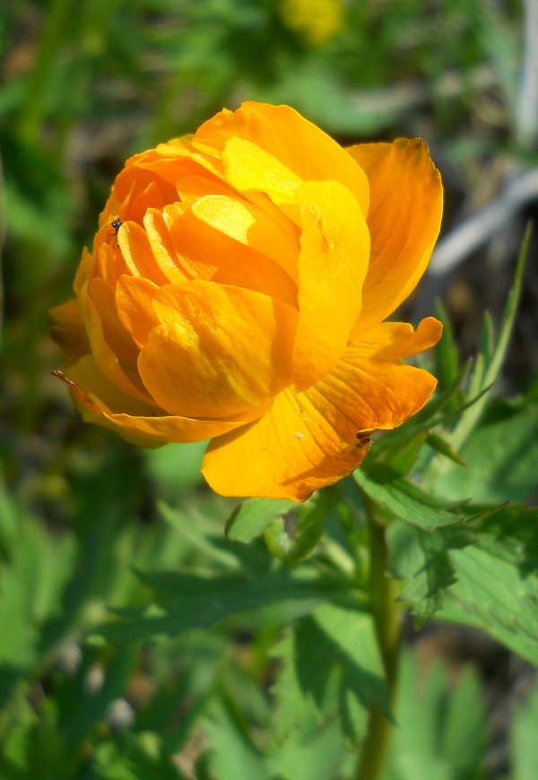 Image of Trollius asiaticus specimen.