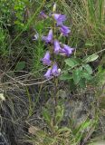 Смотреть изображение Campanula sibirica