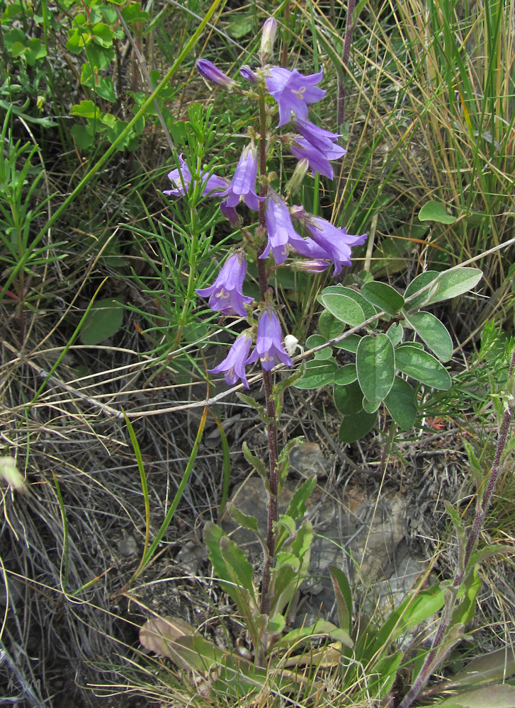 Image of Campanula sibirica specimen.