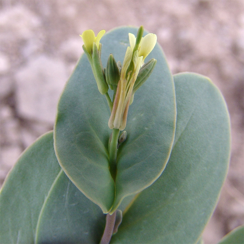 Image of Conringia clavata specimen.