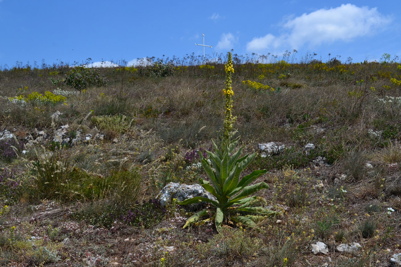 Image of Verbascum densiflorum specimen.